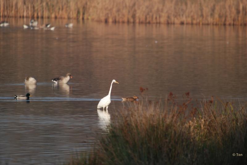sized_DSC_3444.JPG - Zilverreiger bij de ondergaande zon