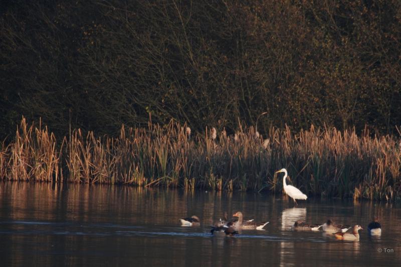 sized_DSC_3481.JPG - Zilverreiger bij de ondergaande zon( het Goor)