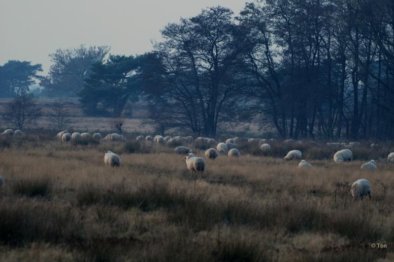 sized_DSC_3511.JPG - Schapen bij Het Goor