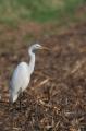 sized_DSC_3398