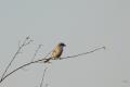 sized_DSC_3432