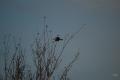 sized_DSC_3449