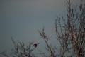 sized_DSC_3468