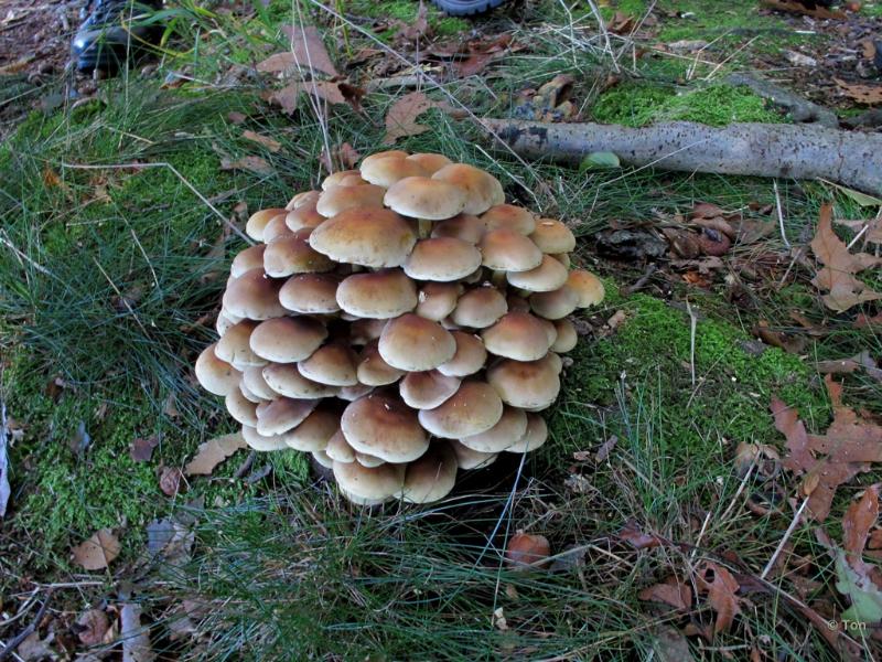 sized_IMG_2825.JPG - Zwavelkopjes, groeit op dood hout