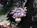 sized_IMG_2817