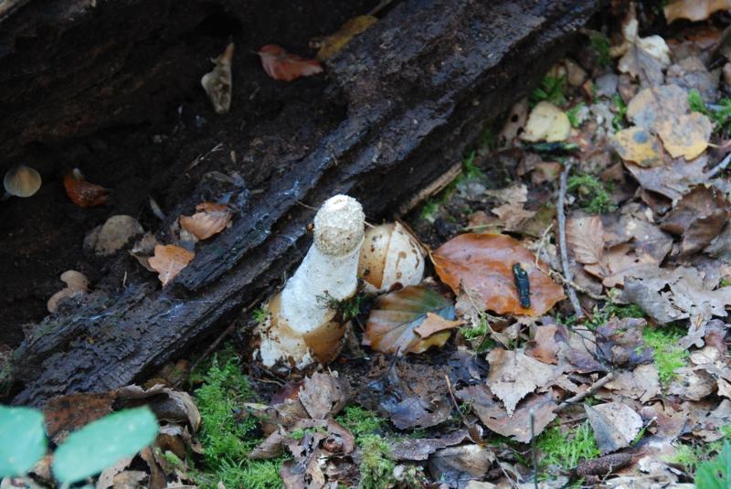 sized_DSC_2408.JPG - Stinkzwam en duivelsei