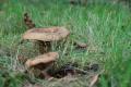 sized_DSC_2371