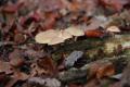 sized_DSC_2395