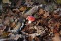 sized_DSC_2417