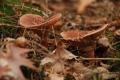 sized_DSC_2475