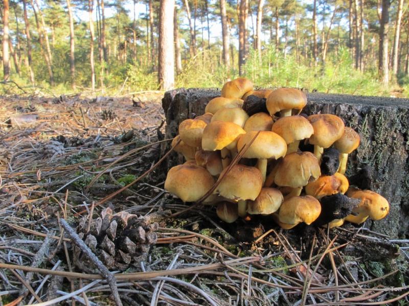 sized_IMG_2740.JPG - Zwavelkopjes