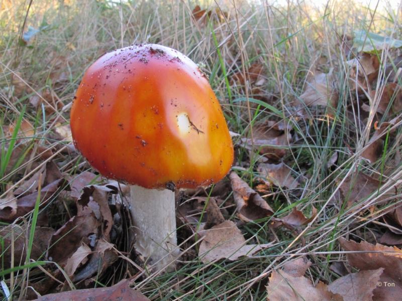 sized_IMG_2772.JPG - Braakrussula