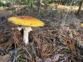 sized_IMG_2744