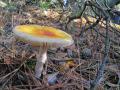 sized_IMG_2747