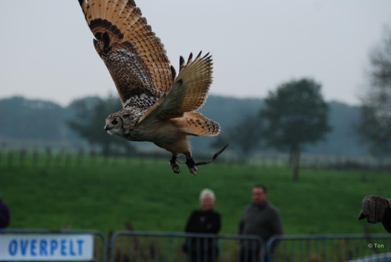 sized_DSC_1665.JPG - Roofvogelshow Overpelt