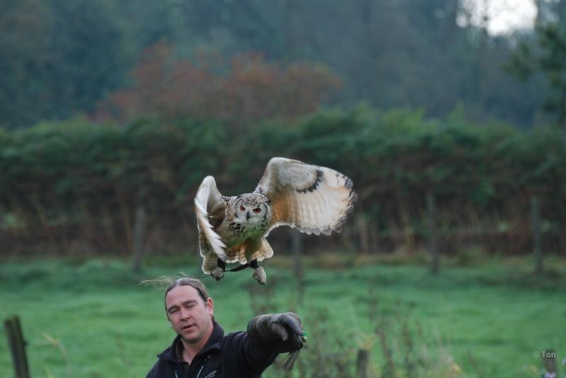 sized_DSC_1669.JPG - Roofvogelshow Overpelt