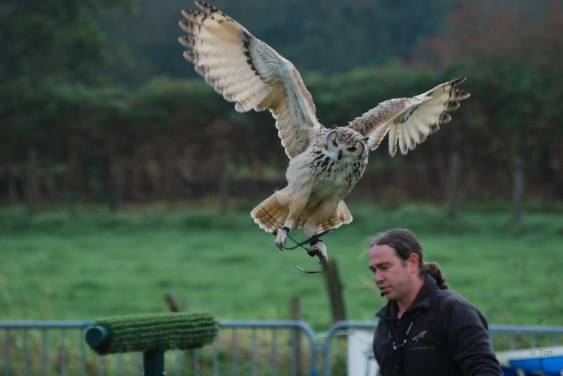 sized_DSC_1670.JPG - Roofvogelshow Overpelt