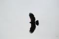 sized_DSC_1683