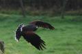 sized_DSC_1687