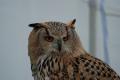 sized_DSC_1756
