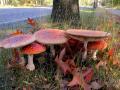sized_IMG_2849