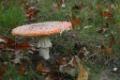 Herfst