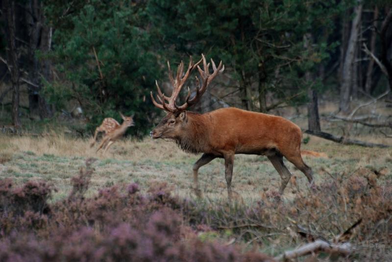 sized_DSC_0412.JPG - Edelhert en Bambi