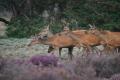 sized_DSC_0325