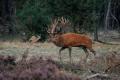 sized_DSC_0412