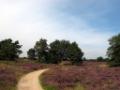 Leenderheide