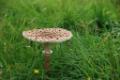Paddenstoelen