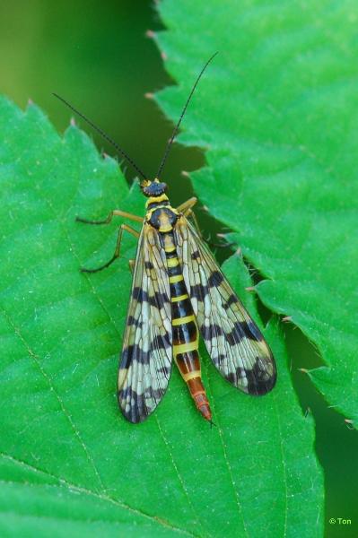sized_DSC_2794.JPG - Gewone schorpioenvlieg