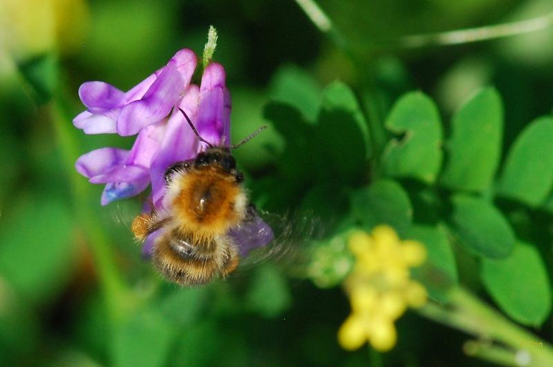 sized_DSC_2840.JPG - Hommel