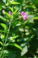 sized_DSC_2752