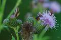 sized_DSC_2758