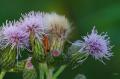 sized_DSC_2764
