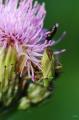 sized_DSC_2776