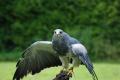 sized_DSC_3625