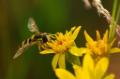 macro
