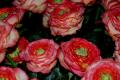 sized_DSC_5737