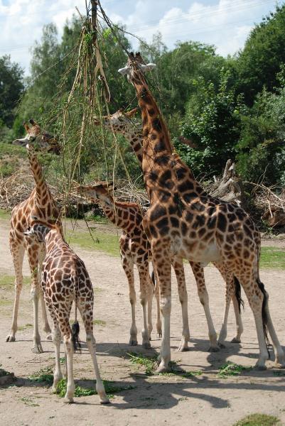 sized_DSC_4774.JPG - Giraffe