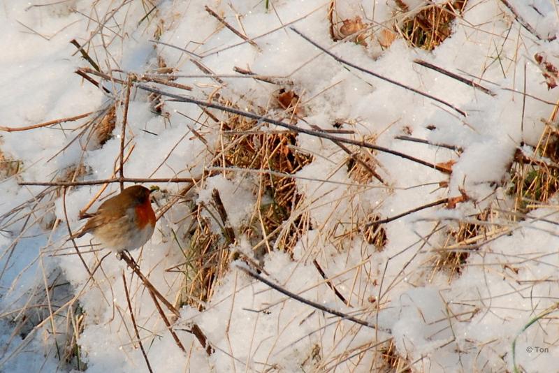 sized_DSC_5647-001.JPG - Roodborstje