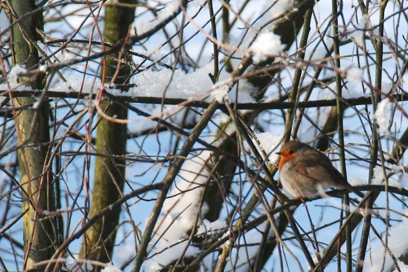 sized_DSC_5661-001.JPG - Roodborstje