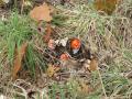 sized_IMG_5477