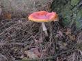 sized_IMG_5526