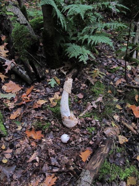sized_IMG_5577.JPG - Grote stinkzwam en duivelsei