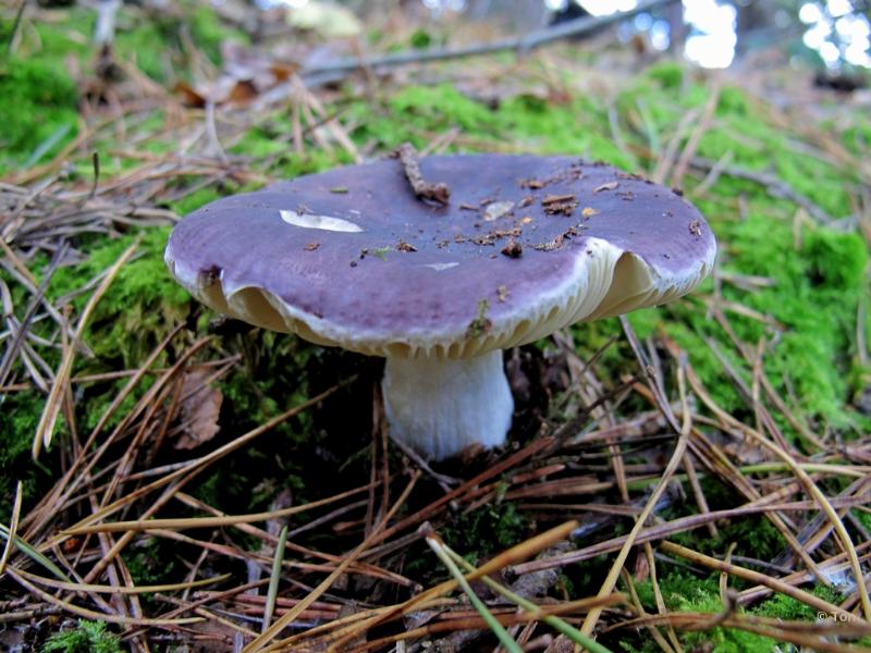 sized_IMG_5692.JPG
