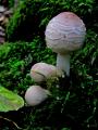 sized_IMG_5569