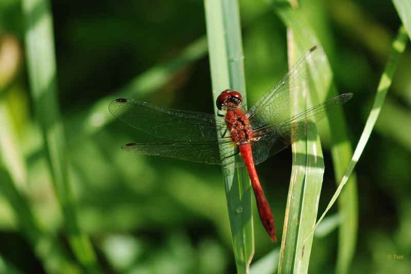sized_DSC_6862.JPG - Heidelibel