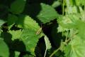 sized_DSC_6733